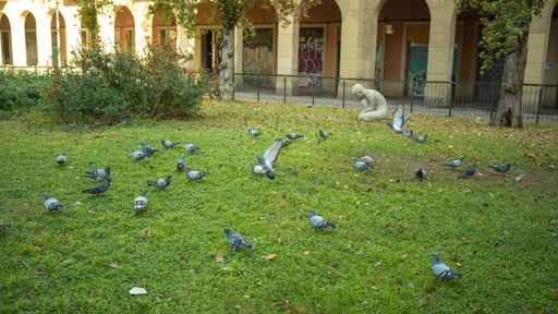 A Beautiful shot of gray pigeons on green grass in the park under the sun