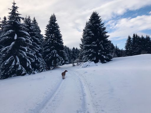 A dog walking on a snowy road in a fir tree forest