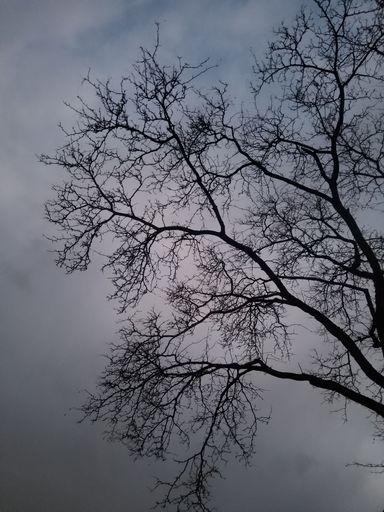 A leafless tree branches against gray cloudy sky in the evening, vertical shot