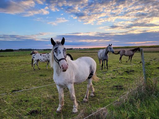 A group of Appaloosa horses on large grass fields under cloudy sky