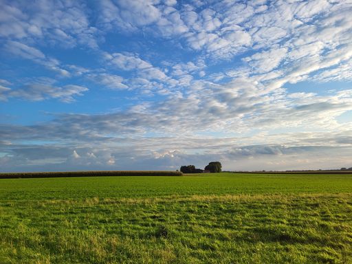 A large of yellow flowers field with green leaves with wood trees on a distance with cloudy sky