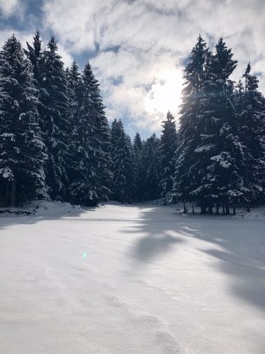 A beautiful shot of a fir forest on a warm winter day