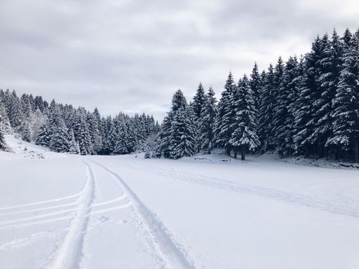 A beautiful winter landscape of a fir tree forest under the cloudy sky