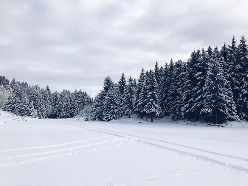 A beautiful winter landscape of a fir tree forest under the cloudy sky