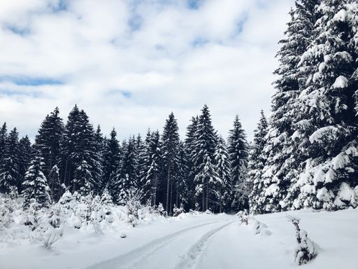 A snowy road through the white woods, trees covered with snow under the cloudy sky