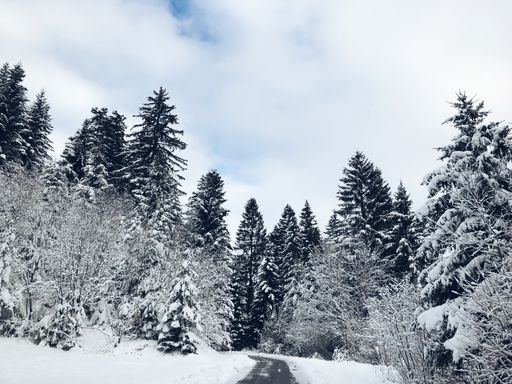 A narrow asphalt road through the fir forests