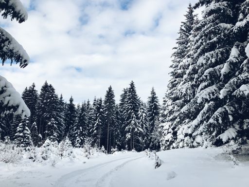 A snowy road through the white woods, trees covered with snow under the cloudy sky