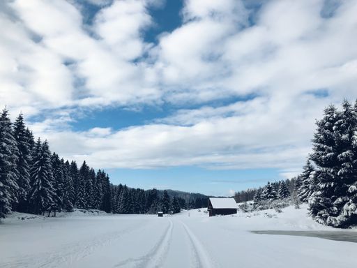 A snowy path through the fir woods, trees covered with snow under the blue cloudy sky