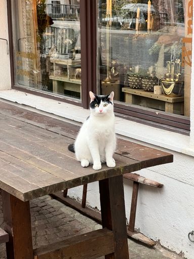 A white at with black head sitting on a wooden table in the street with glass shop facade