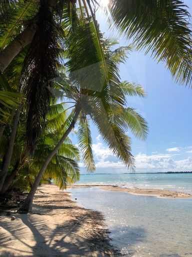 A sunny sandy beach with palm trees by the sea in the sea on a summer day