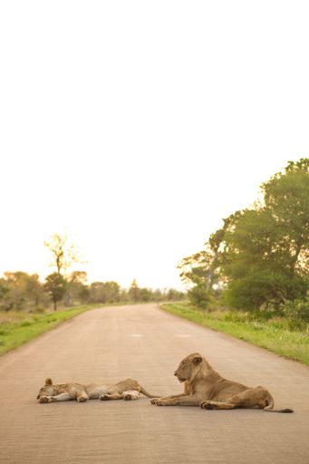 A vertical shot of lions lying on the road surrounded by greenery under the sunlight