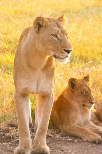 A vertical shot of beautiful african lions in South Africa