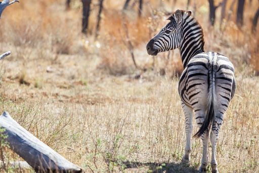 A zebra in a meadow covered in trees and dried grass under the sunlight