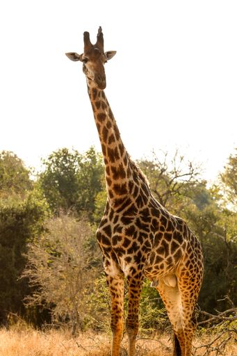 A vertical shot of a single giraffe on safari in a South African game reserve