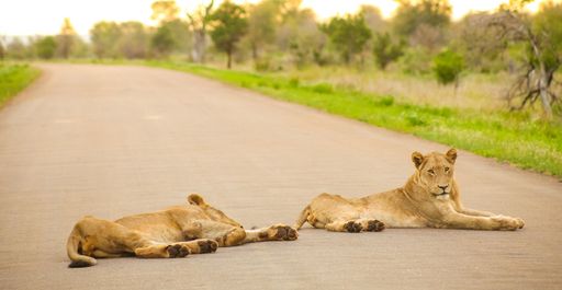 A closeup of lions lying on the road surrounded by greenery under the sunlight