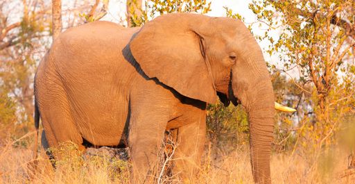A huge African Elephant on Safari in South Africa