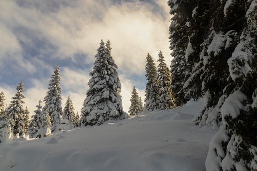 A landscape of trees covered in the snow under the sunlight and a cloudy sky