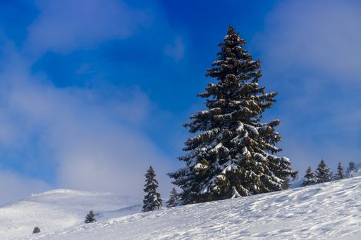 A hill covered in trees and snow under a blue sky and sunlight