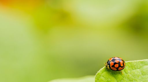 A closeup shot of a tiny orange ladybug on a fresh leaf with a blur nature background