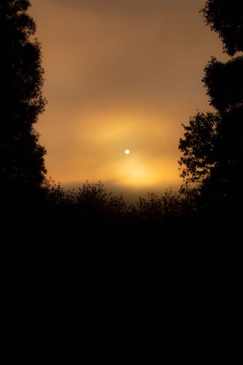 A scenic sunset with tree silhouettes