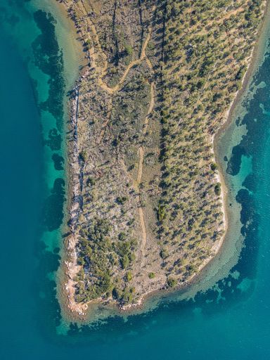 A vertical aerial top view of a field with olive trees near the sea in Lesvos, Greece