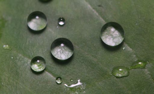 A macro shot of large beautiful drops of transparent rainwater on a green leaf