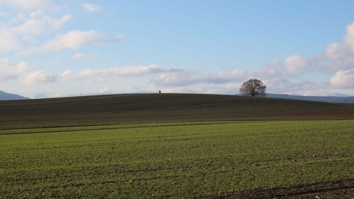 A vast green meadow with a tree and cloudy sky in the background