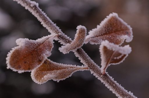 A close-up of a brown branch with leaves covered with ice.