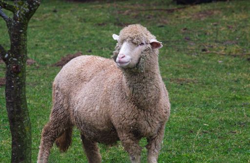 A white sheep is standing peacefully in a lush meadow of green grass, next to a tree.