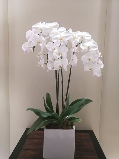 A vertical closeup shot of white Phalaenopsis Aphrodite flower plant inside a lobby