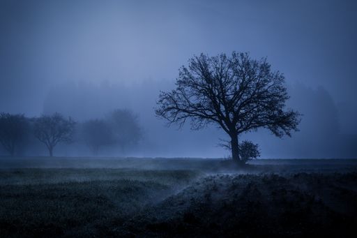 A beautiful foggy landscape of trees in a meadow in early morning