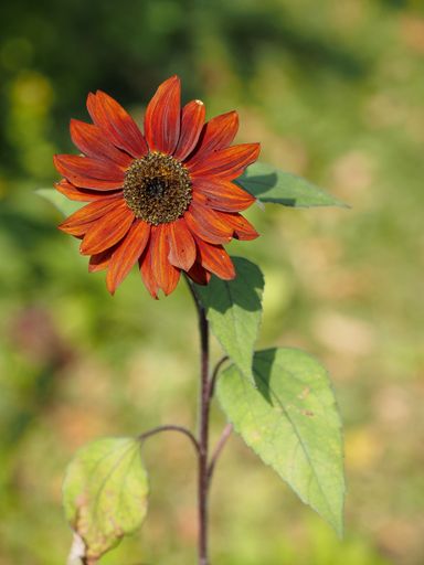 A vertical shot of a beautiful red sunflower under the sunlight