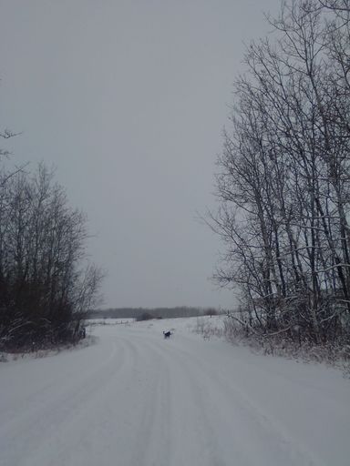 A vertical shot of a dog at a distance walking on snowy road between white trees in Onion Lake, Canada