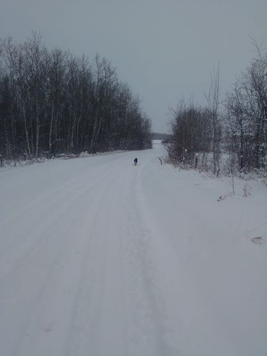 A vertical shot of a dog at a distance walking on snowy road between white trees in Onion Lake, Canada