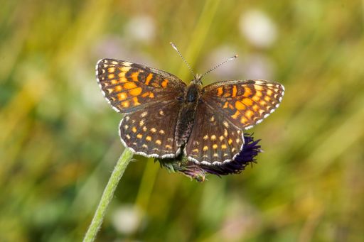 A stunning brown butterfly perched atop a delicate stem of vibrant flowers