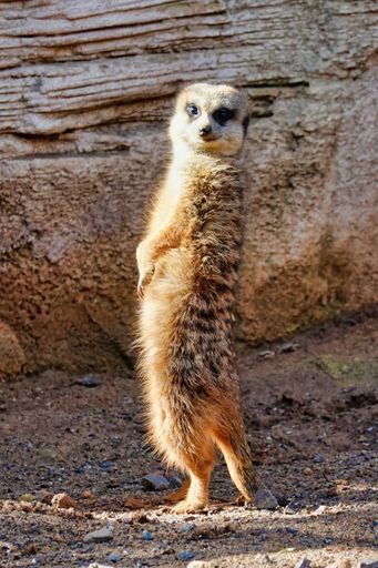 A vertical shot of an adorable suricate standing on its hind legs near the rock