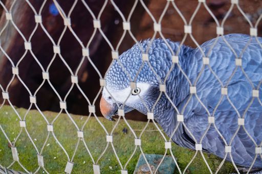A closeup shot of a bluebird behind a chain-link fence in a zoo