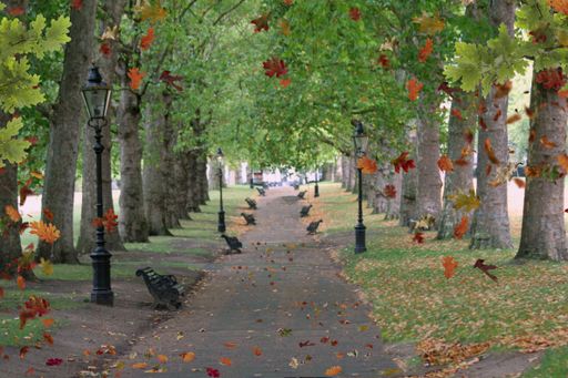 A tree lined avenue with falling leaves and benches and pat