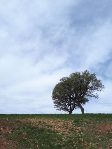 A vertical shot of two trees in the green field against the cloudy sky