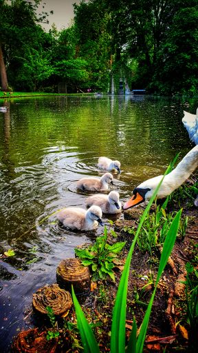 A vertical shot of a mother swan with its babies in a pond