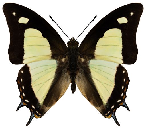 Butterfly species Polyura arja, trivial name: Pallid Nawab.