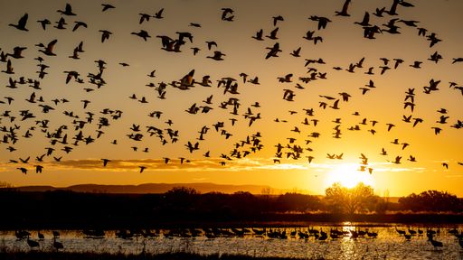 A flock of geese flying at the Bosque del Apache in New Mexico at sunrise