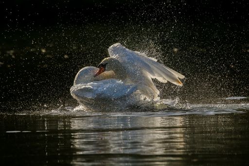A white swan is taking a leisurely bath in a tranquil pond with its wings spread out wide