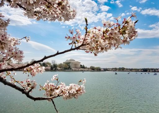 The Tidal Basin and Jefferson Memorial during spring