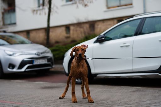 A brown dog on a leash standing in front of a white car.