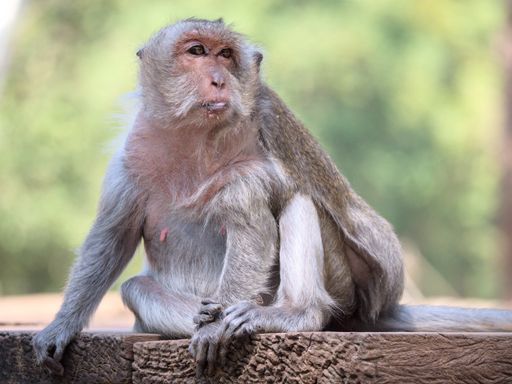 Macaque monkey at Bayon Temple in Siem Reap, Cambodia