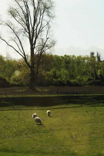A beautiful shot of a herd of sheep grazing in a field