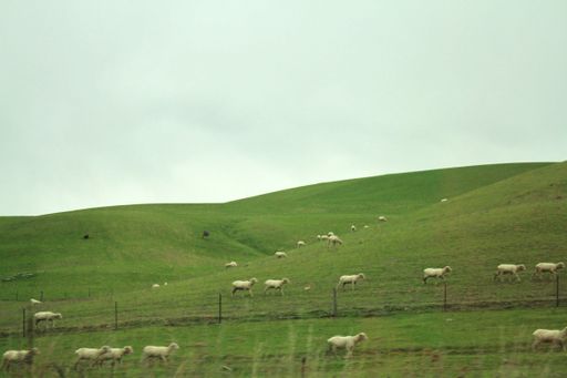 A beautiful shot of a herd of sheep grazing in a field