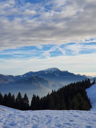 A vertical shot of pine tree forest with mountains and a cloudy blue sky in the background, Italy