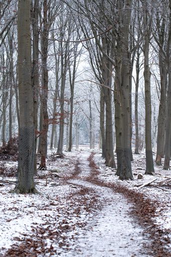 A vertical shot of a dirt road covered by snow in a forest during winter